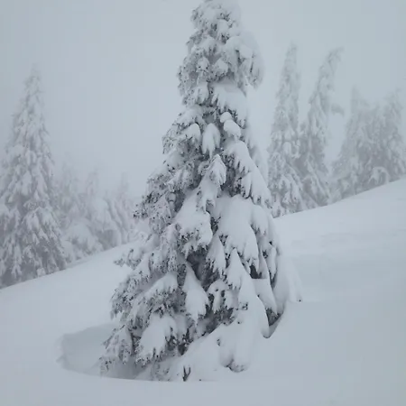 Titiseehnsucht - Gemuetliche Mit Parkplatz *